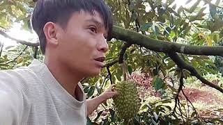 Mô hình sầu riêng cực đẹp trái to trái đẹp là đây ai cũng thích