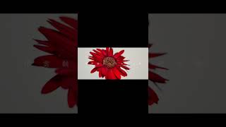 【#盗作】【#ヨルシカ】【#shorts】【#永久機関】  #盗作 #ヨルシカ  プロフよりYouTube fullへ飛べます！ #初音ミク #anime  #hatsunemiku