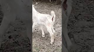 Goat Kid — Farm Life