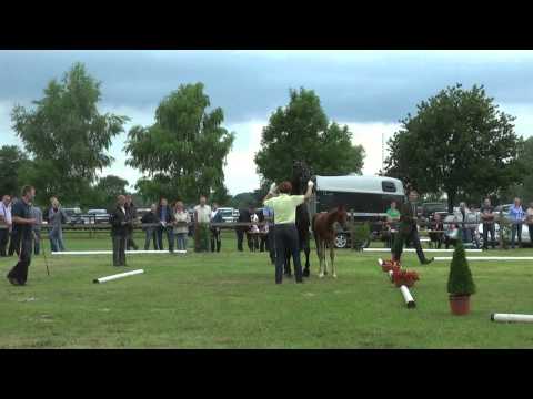 Sudweyher Fohlenschau 2014 - Kat.-Nr. 51