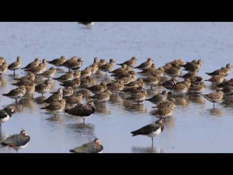 Goudplevier - Pluvialis apricaria - Europian Golden Plover - Goldregenpfeifer, door Piet Zuidema.