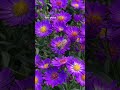 Skip the Mums and Plant Some Aster #gardening #nativeplants #mums #aster #fallgarden