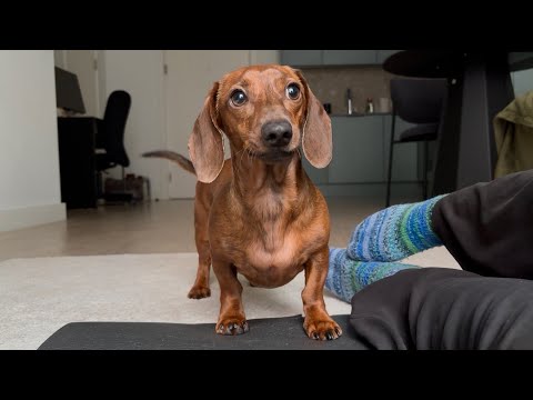 Irish weather can't keep a mini dachshund down!