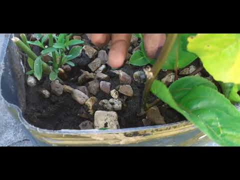 🌸🦋Plantando maracujá pelo galho🦋🌸