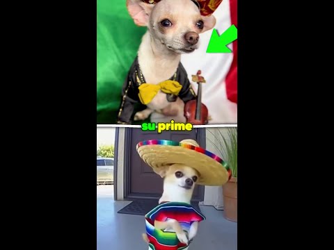 México en su prime, acaban de aprobar ésto para los perritos