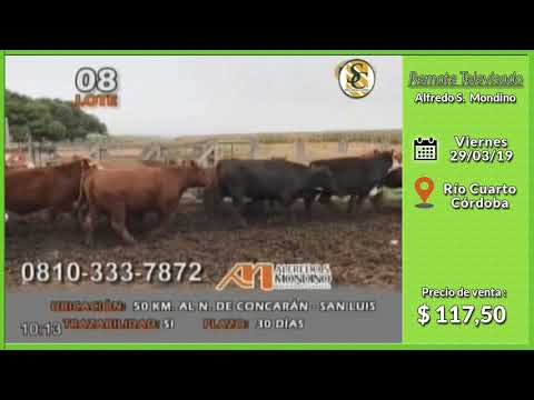 29-03-19 - Venta de Gordo - Remate Televisado de Alfredo S. Mondino - Río Cuarto (CBA.)