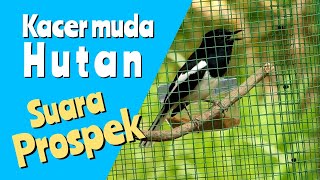 Download lagu Suara Kacer Muda Hutan Prospek, Cocok Untuk Pancingan Kacer Belajar Bunyi mp3 Download lagu Suara Kacer Muda Hutan Prospek, Cocok Untuk Pancingan Kacer Belajar Bunyi mp3
