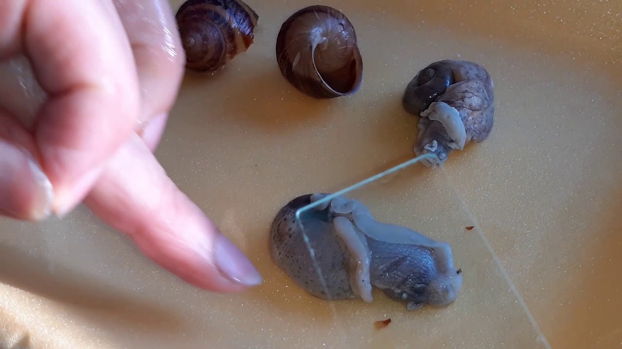 Anatomia y extración de la rádula del caracol