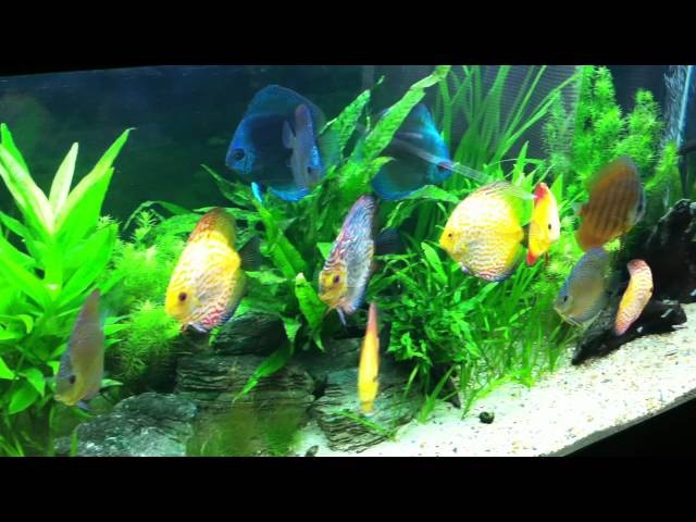 DISCUS AQUARIUM