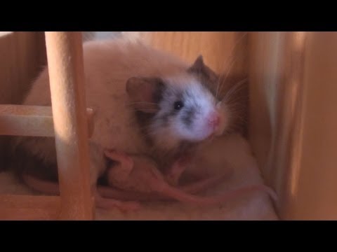 Sky trying to Nurse off Toby