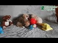 Bichpoo dogs for sale: Buster Brown - Video 1