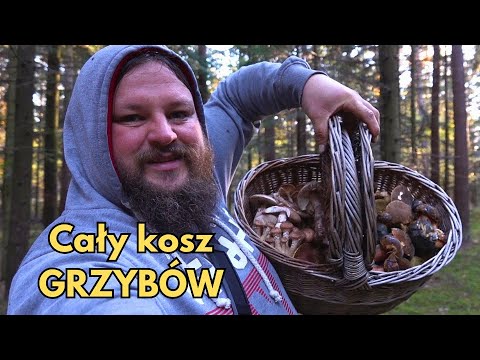 Trzecie grzybobranie na Podkarpaciu w 2024 roku. Cały kosz grzybów !