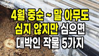 4월 중순~하순 아무도 심지 않지만 심으면 대박인 작물 5가지