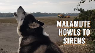 Never expected that, Husky howling at fireman