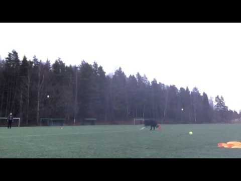 20151129 Träning Elitklass Lydnad Vallhunden Kellie