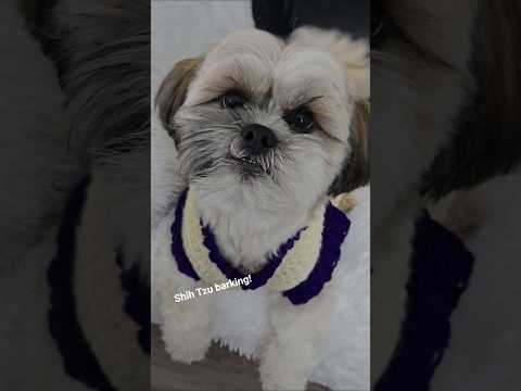Shih Tzu PUPPY barking!!🐕😊#barking #shihtzu #pets #toby #shorts #viraldogvideo #adoreble #dogshorts