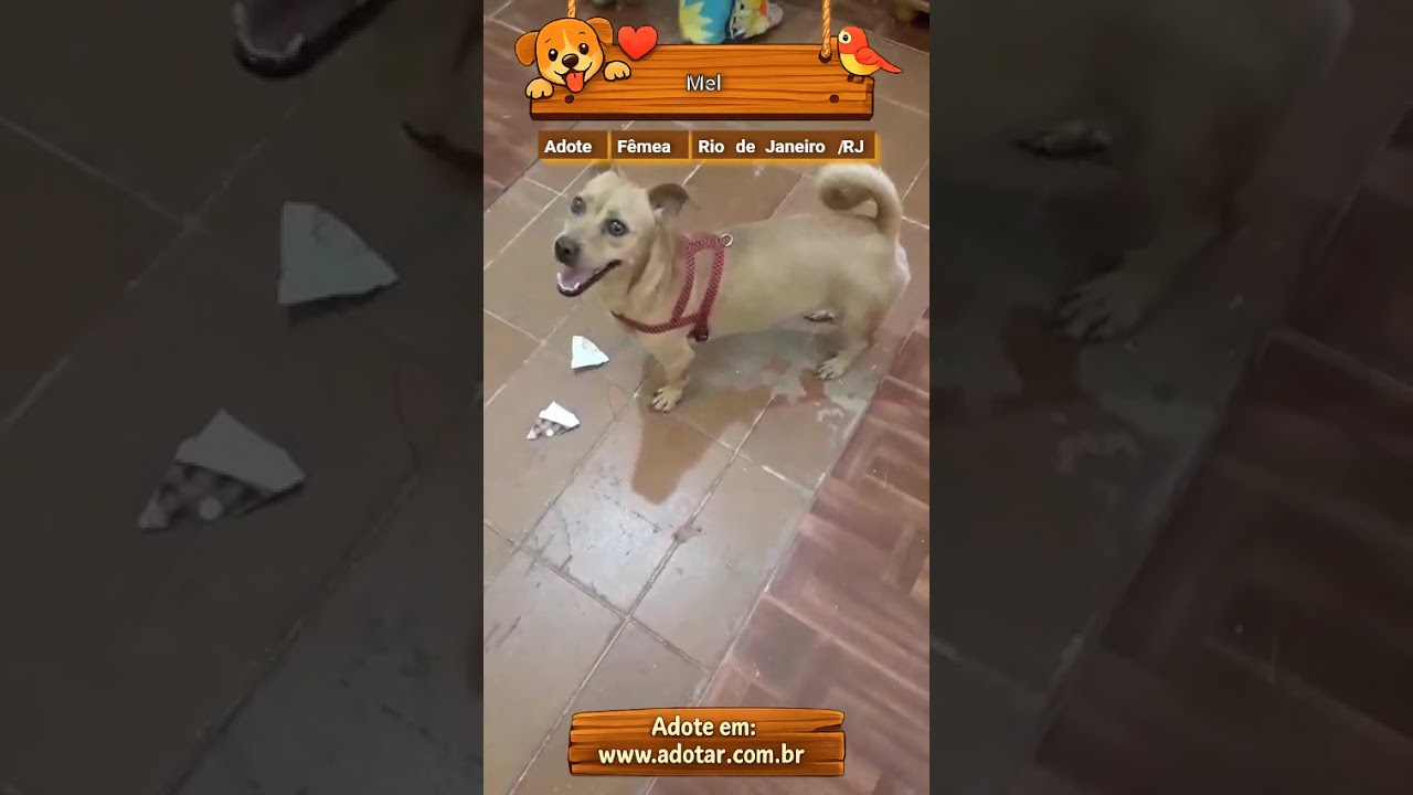 Cachorro raça SRD-ViraLata idade 1 ano nome Mel 