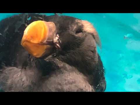 Dolly Polka - Frank Kucera (Czech vocals)