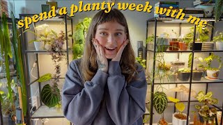 🌿 long plant vlog 🌿 major chops, rearranging chaos, leca repots, & updates ✨