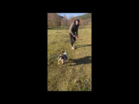 Australian Shepherd puppy for sale