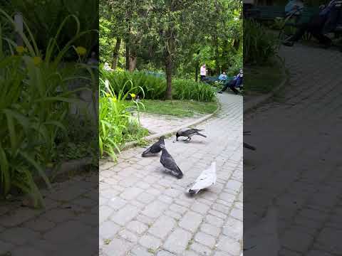 Raven’s intelligence impresses people