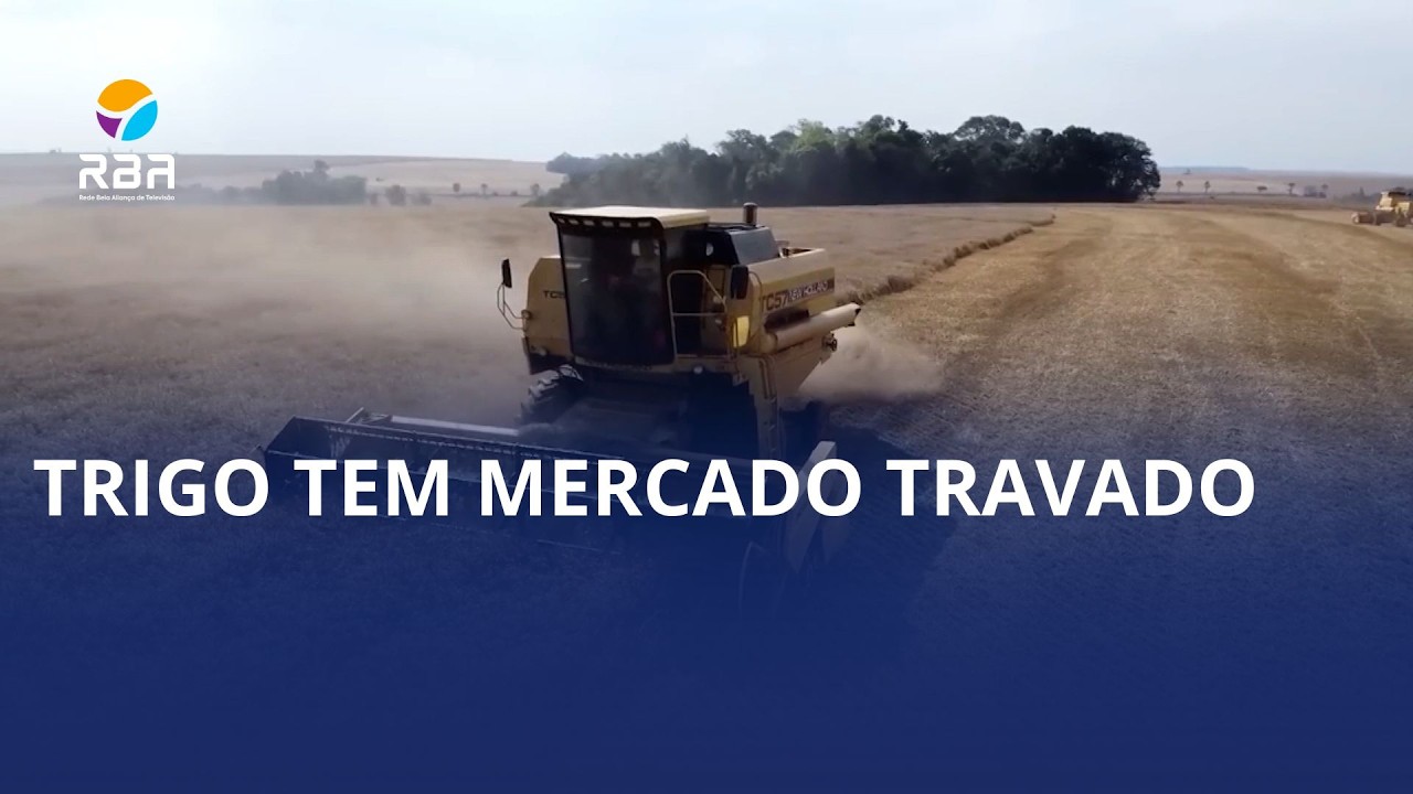 Venda de trigo da safra 2025 trava e preocupa produtores