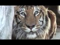 SAVE THE TIGER