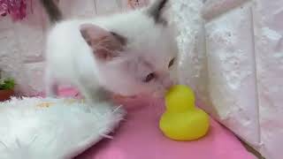 ラグドールの動画01