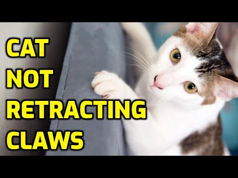 Why Won't My Cat Retract Its Claws?
