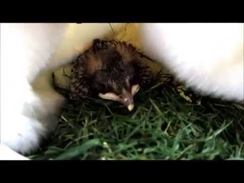 Die kleine Drossel - vom Findling bis zum Abflug Teil 1 (von 2) "HD" - Aufzucht