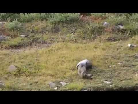 battle of the marmots