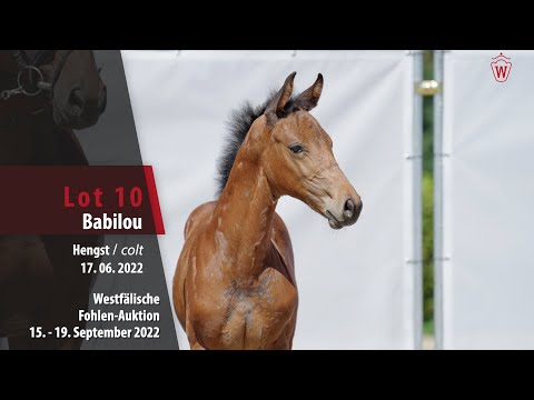 Online-Auktion Lot 10 Babilou Hengst v. Baggio - Diarado