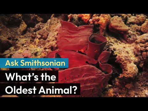 Ask Smithsonian: What’s the Oldest Animal? - YouTube