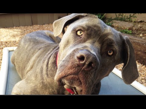 Mastiff Calming for Hyperactive Behavior