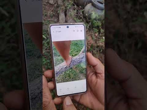 เก็บดอกแคลวกกินกับป่น