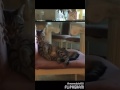 ..   My sweetheart Pet 1 of them lmso ( l & J