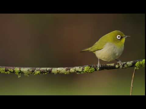 Bing   2016 05 06   A Cape White Eye