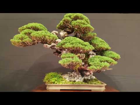 The Trophy 2020 International Bonsai Show GENK BELGIUM #7