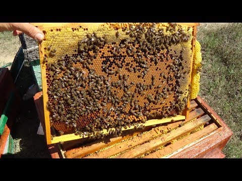 Отбираем мёд + готовим гнёзда в зиму 2 часть, пасека в августе