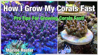 Pro Tip for Growing Corals Fast, How I Grow My Corals Part 2