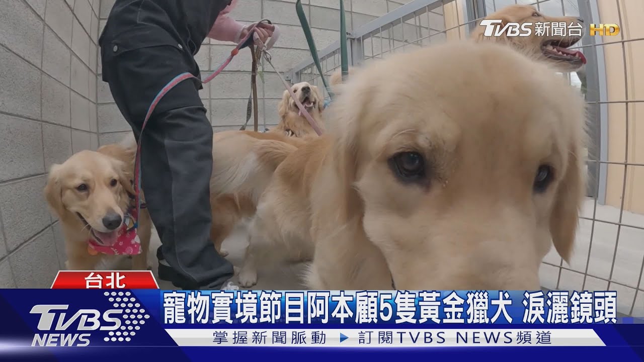 寵物實境節目阿本顧5隻黃金獵犬 淚灑鏡頭