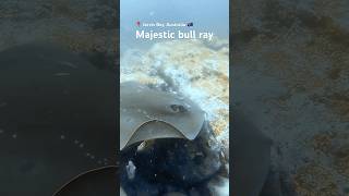 Download lagu Majestic bull ray in Australia #diving #travel #shorts mp3 Download lagu Majestic bull ray in Australia #diving #travel #shorts mp3
