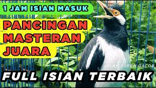 Download lagu Jalak Suren Di Alam Liar Memanggil Jantan Gacor Full Isian Cililin Tengkek mp3