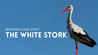 Rewilding Case Study - The White Stork