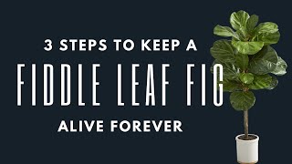 Don’t Be Afraid to Buy a Fiddle Leaf Fig! Ficus Lyrata Care Guide