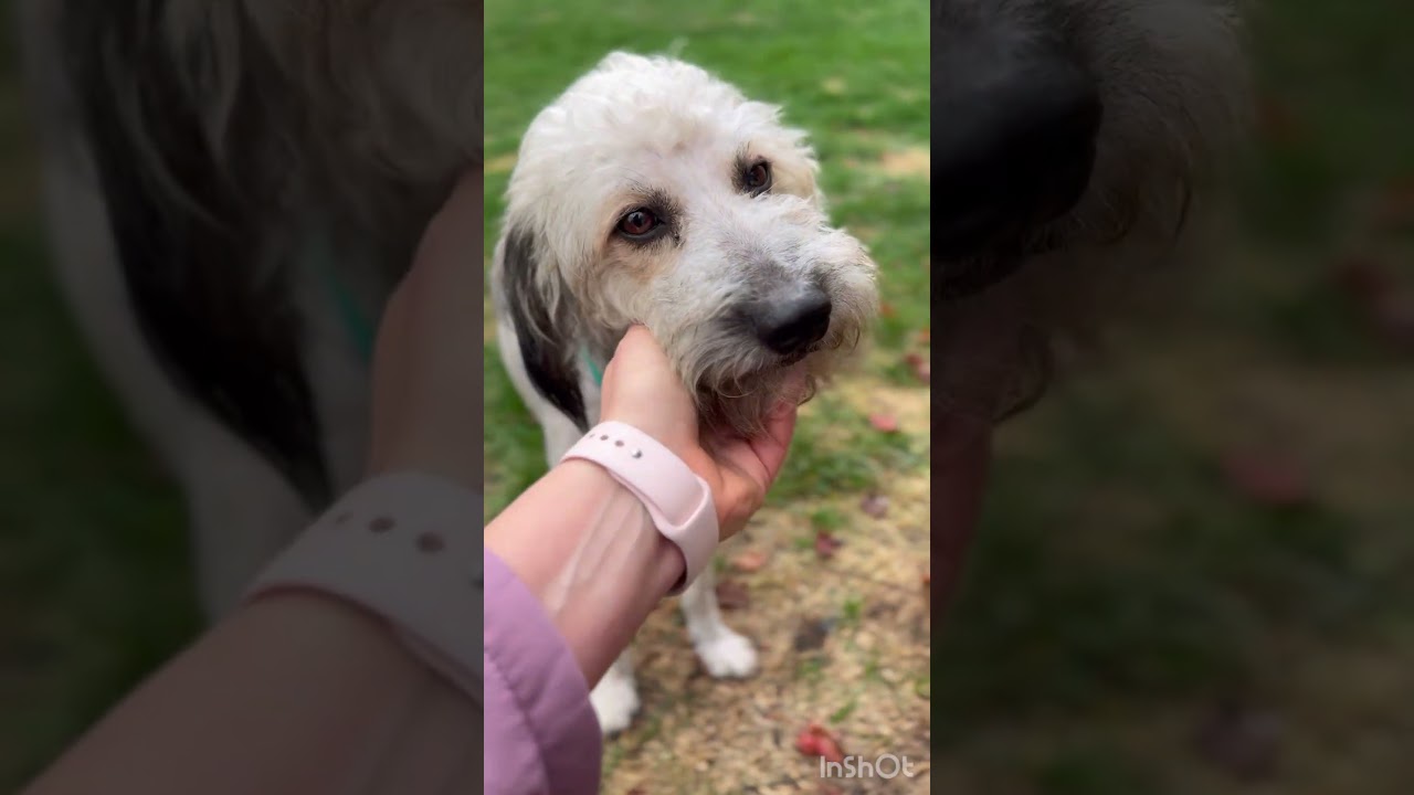 Enlarge Lyle, a Adoptable mixed breed in Gainesville, VA video 6/6