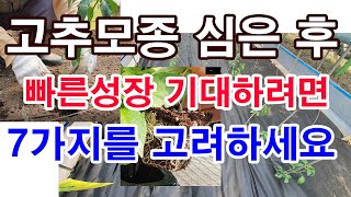 고추모종 심은 후 빠른 성장 기대하려면 이 7가지를 고려하세요(고추모종 심는시기, 고추모종 심는법, 고추모종…