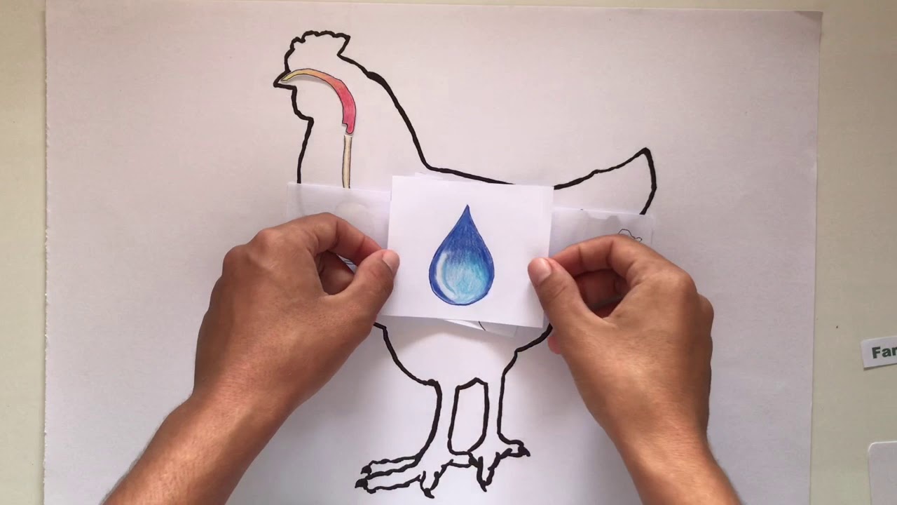 Fisiologia do sistema digestório das aves