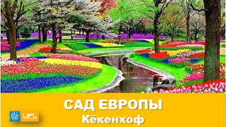Королевский парк тюльпанов Кёкенхоф в Голландии. Сад Европы Нидерланды