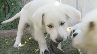 Shepherd Puppy VS. Tool Belt